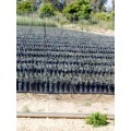 Bolsas, Bolsa Plantacion de Olivos y Frutales