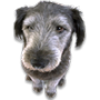 Avatar de Usuario
