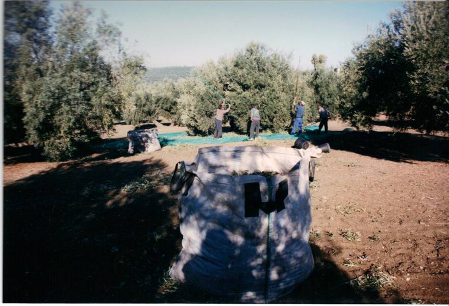 sacasaceituna01.jpg