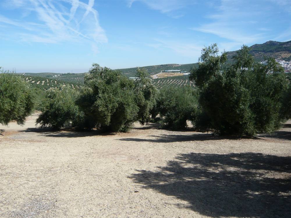 piedrasdelmolino04.jpg