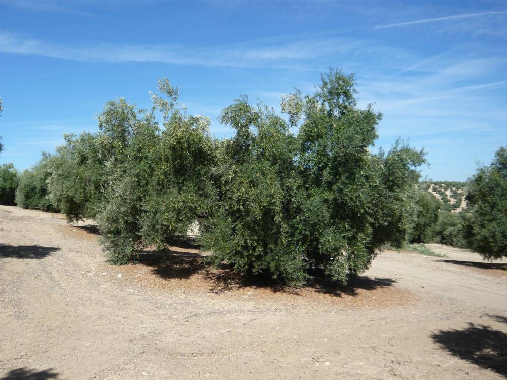 piedrasdelmolino11.jpg