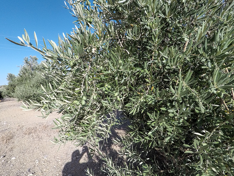 AZAGRAMAGOSTO01.jpg