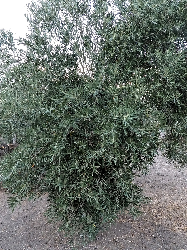 ALGAS02.jpg