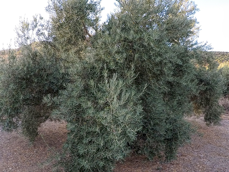 ALGAS06.jpg
