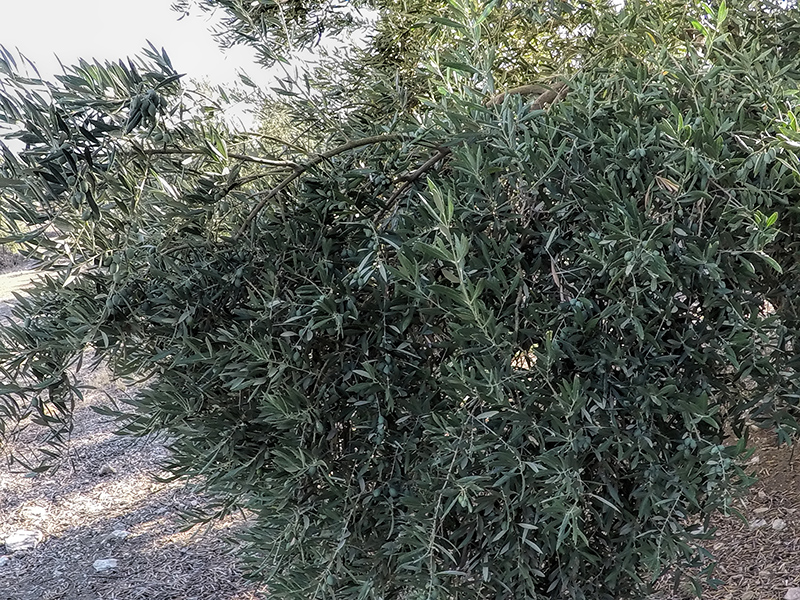 FOLIADA08.jpg