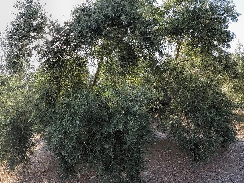 FOLIADA07.jpg