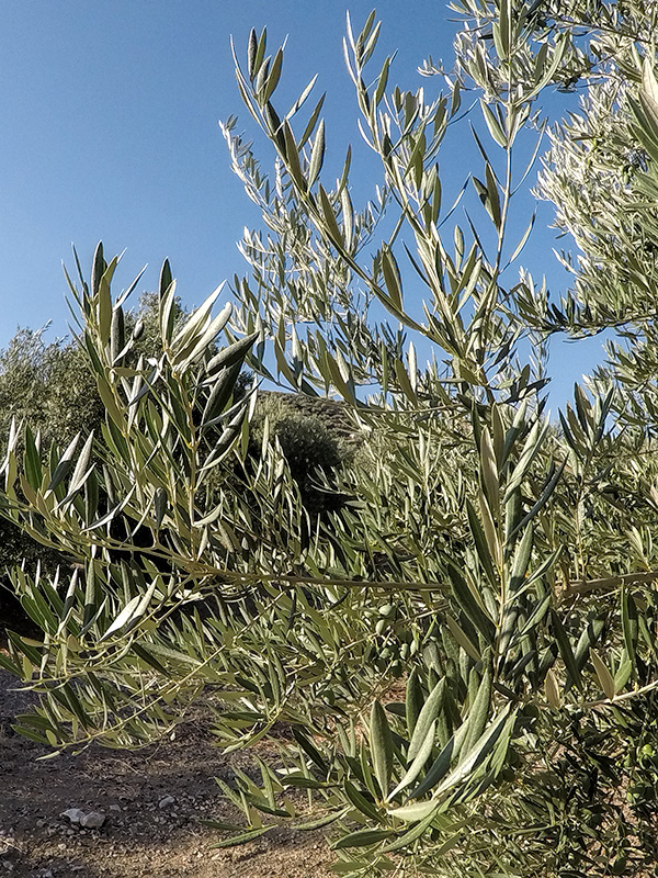 FOLIADA06.jpg