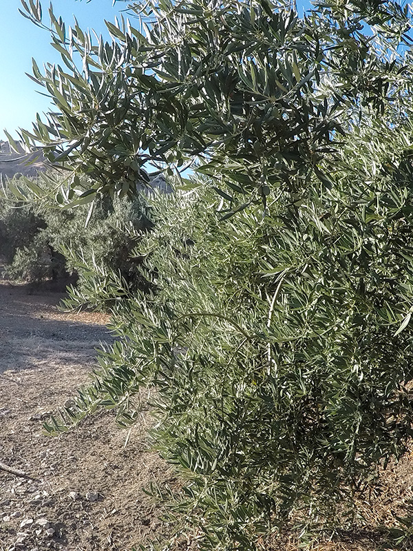 FOLIADA04.jpg