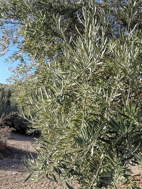 FOLIADA02.jpg