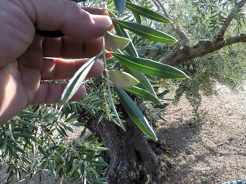FOLIADA01.jpg
