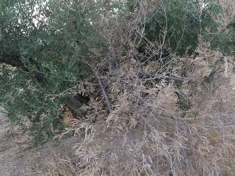 xylella22.jpg