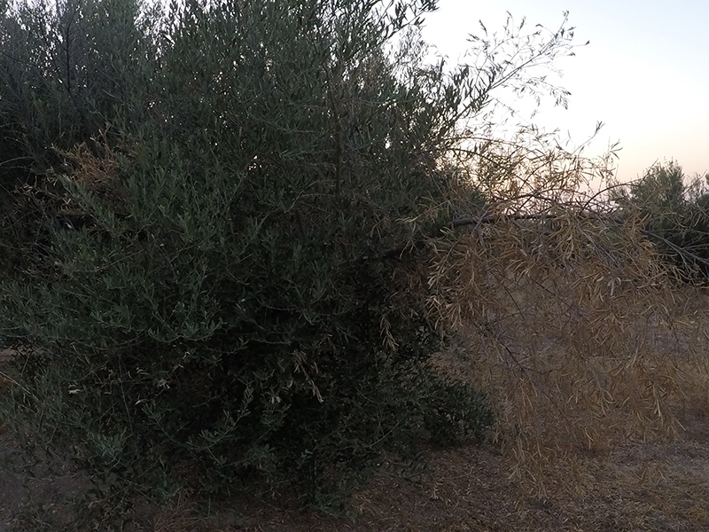 xylella21.jpg