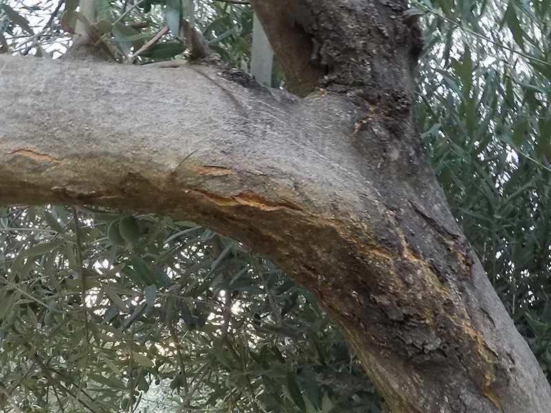 xylella20.jpg