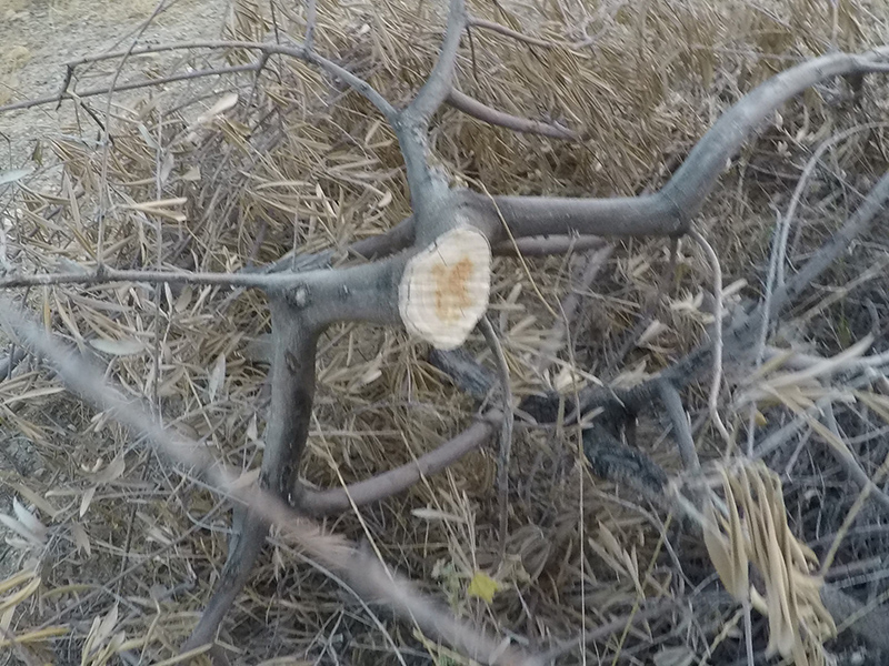 xylella19.jpg