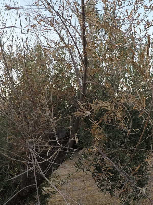 xylella18.jpg