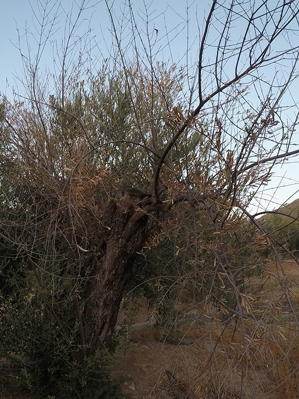 xylella17.jpg