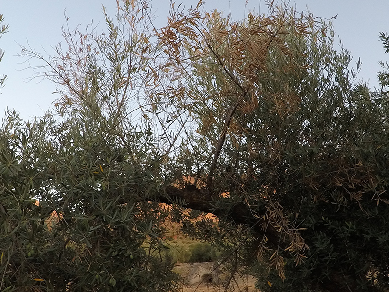 xylella16.jpg