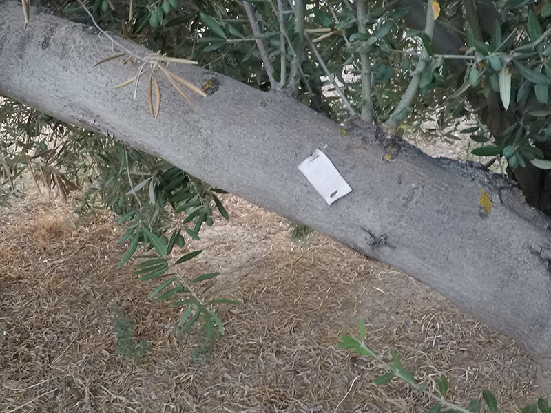 xylella15.jpg