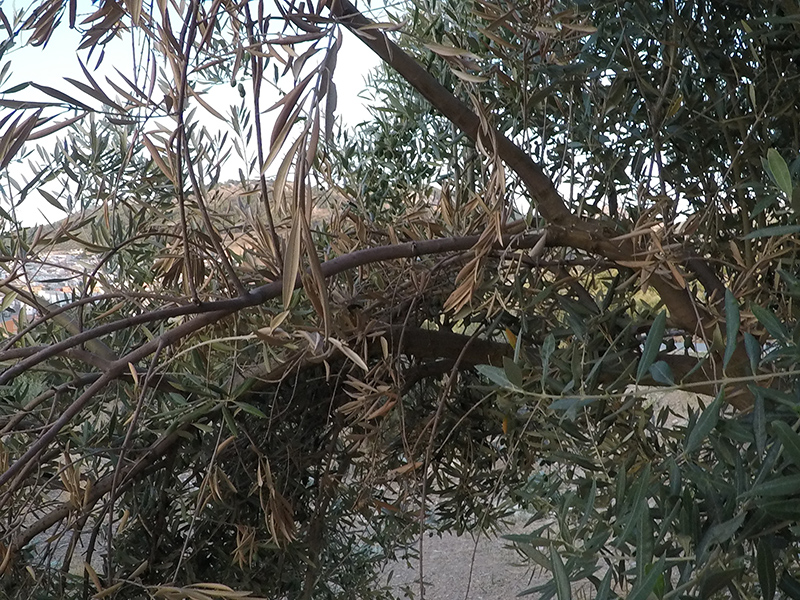 xylella14.jpg