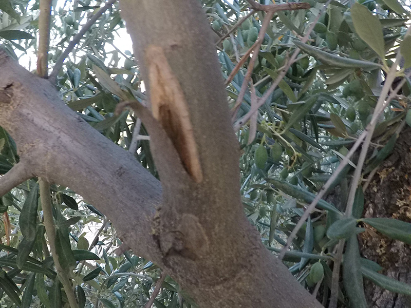 xylella13.jpg