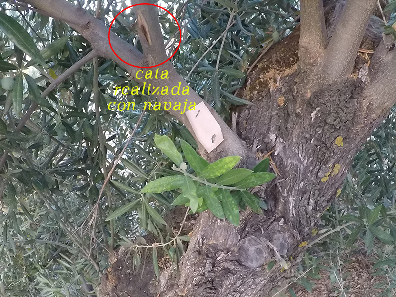xylella12.jpg
