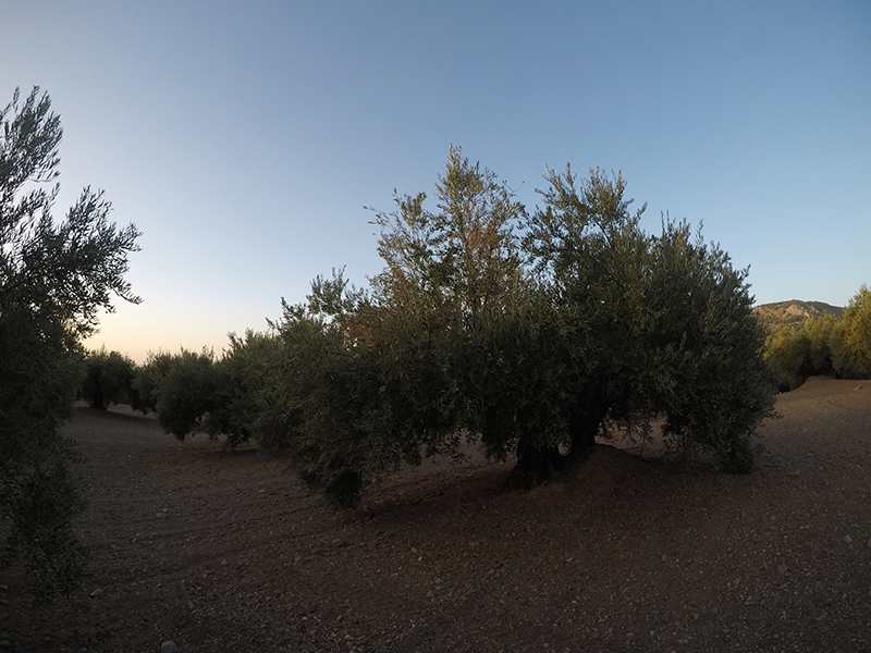 xylella11.jpg