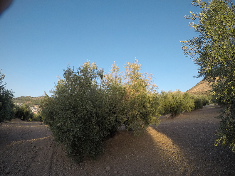 xylella10.jpg
