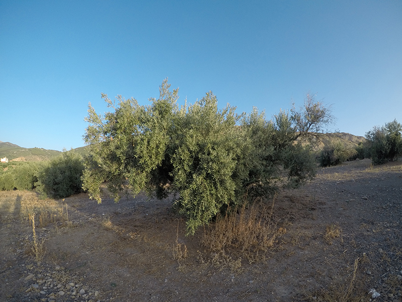 xylella09.jpg