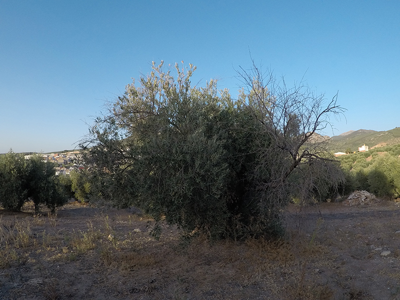 xylella08.jpg