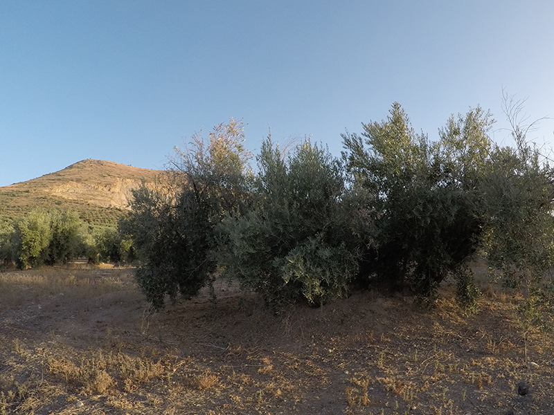 xylella07.jpg