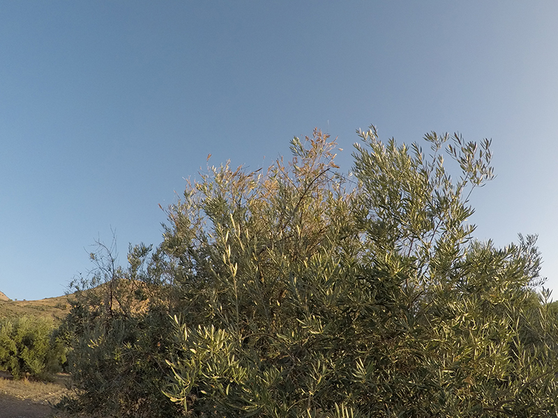 xylella06.jpg