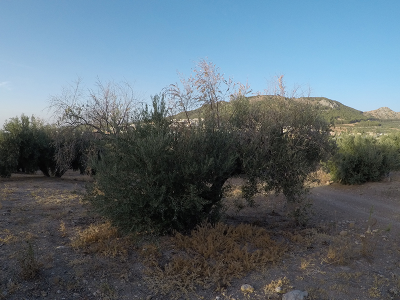 xylella05.jpg