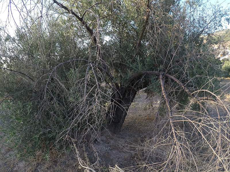 xylella04.jpg