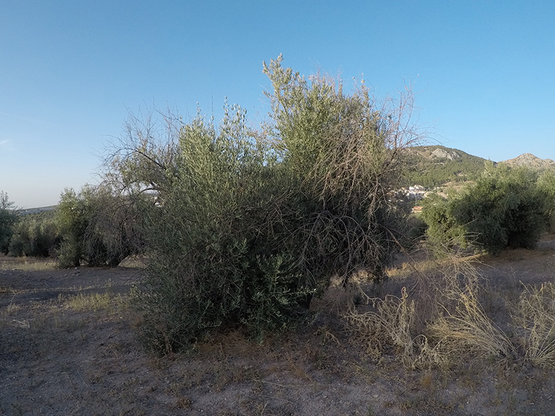 xylella03.jpg