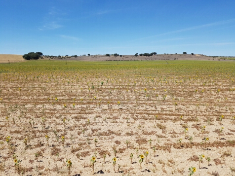 Girasoltrasfresas.jpg