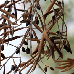 sintomasxylella05.jpg
