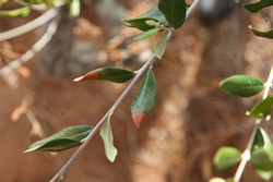 sintomasxylella04.jpg