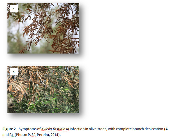 sintomasxylella02.jpg