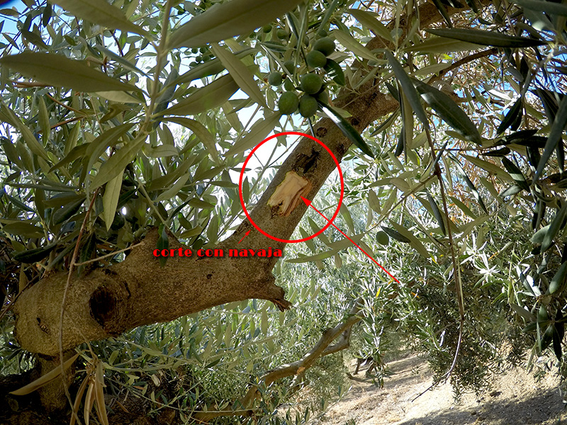 xylella34.jpg