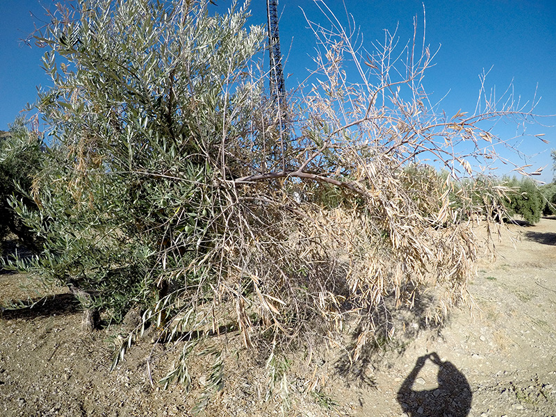 xylella33.jpg