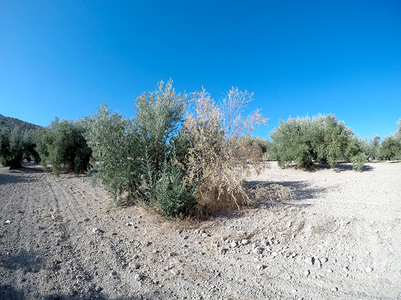 xylella32.jpg