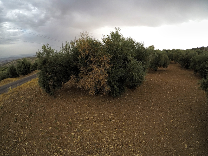 xylella37.jpg