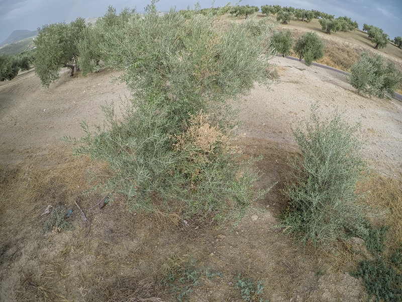 xylella36.jpg