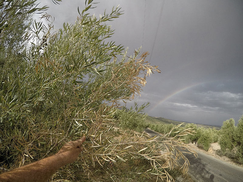 xylella35.jpg