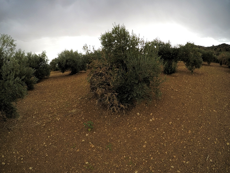 xylella38.jpg