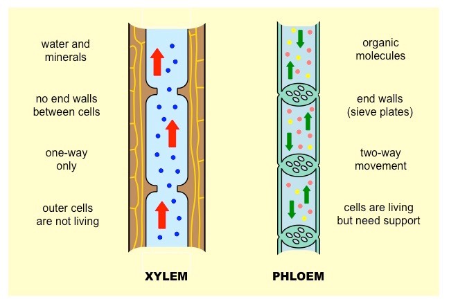 xylem-vs-phloem_med.jpeg