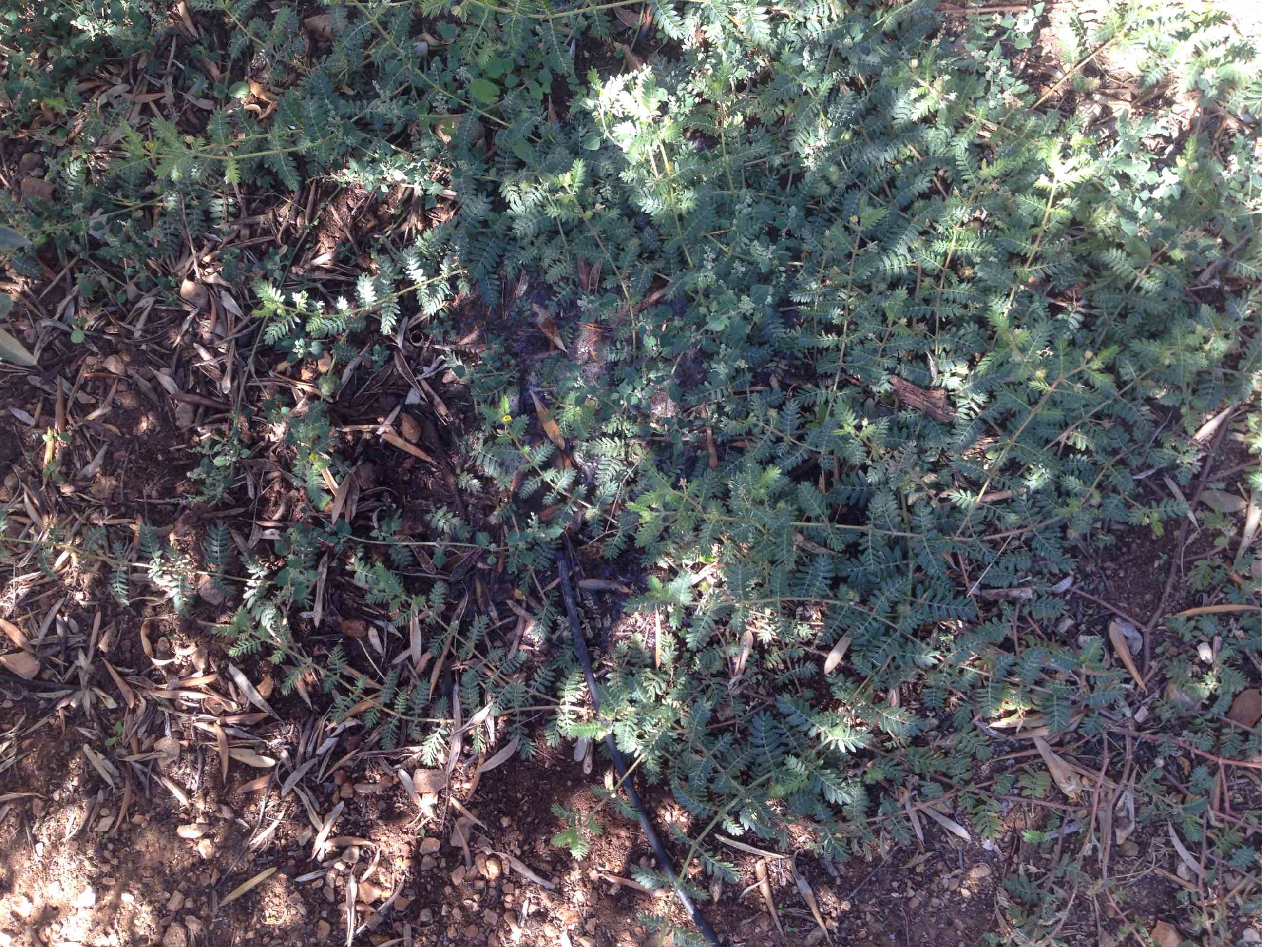 IMG_1852.JPG
