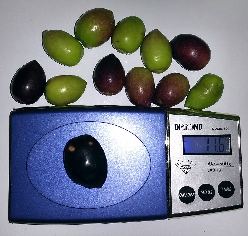 tamanoaceitunas05.jpg
