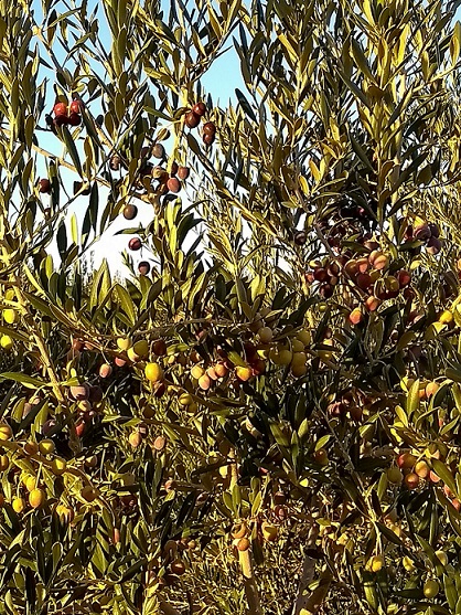 IMG_20171112_174035591.jpg
