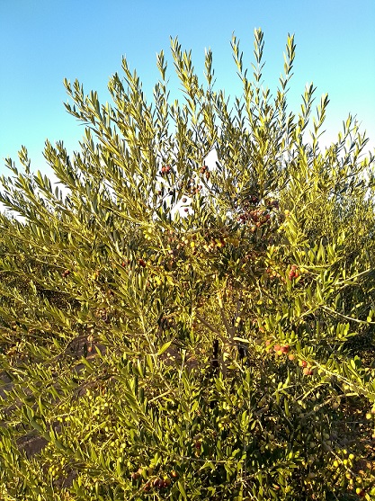 arbequina cosechada hoy